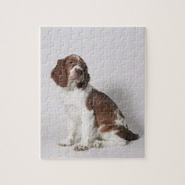 Puzzle Springer spaniel (Vertical)
