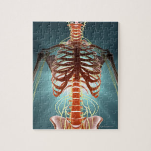 Puzzle Squelette et Nerves