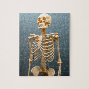 Puzzle squelettique humain