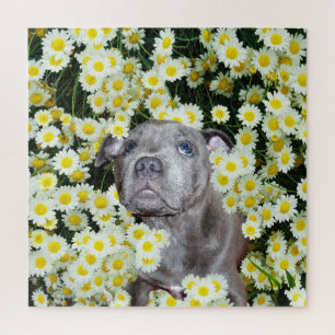 Puzzle Staffordshire Bull Terrier Puppy Dans Les Fosses,