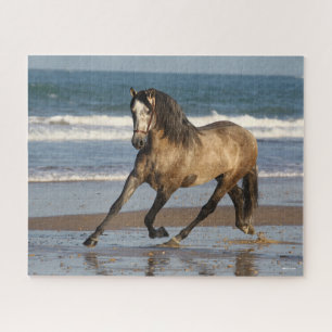 Puzzle Stallion Andalou Gris Dappé Sur La Plage