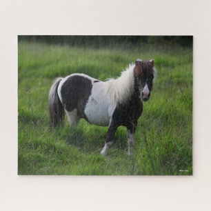 Puzzle Stallion Pony Shetland Se Trouvant Dans L'Herbe