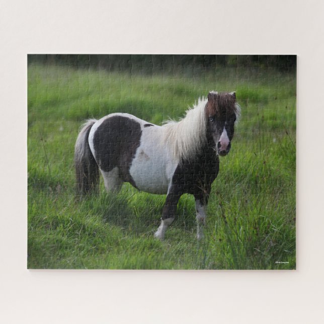 Puzzle Stallion Pony Shetland Se Trouvant Dans L'Herbe (Horizontal)