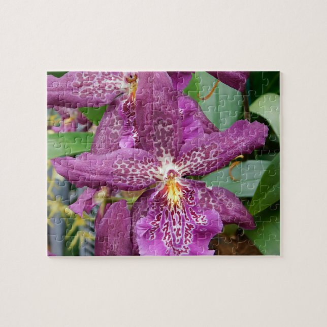 Puzzle Star Orchids (Horizontal)