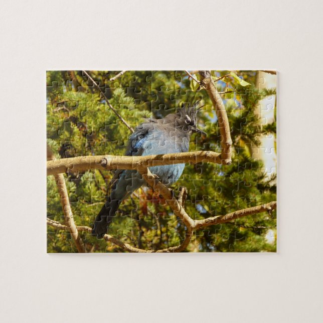 Puzzle Steller's Jay au parc national Rocky Mountain (Horizontal)