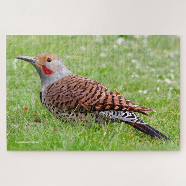 Puzzle Stunning Northern Flicker Foraging in the Grass (Horizontal)