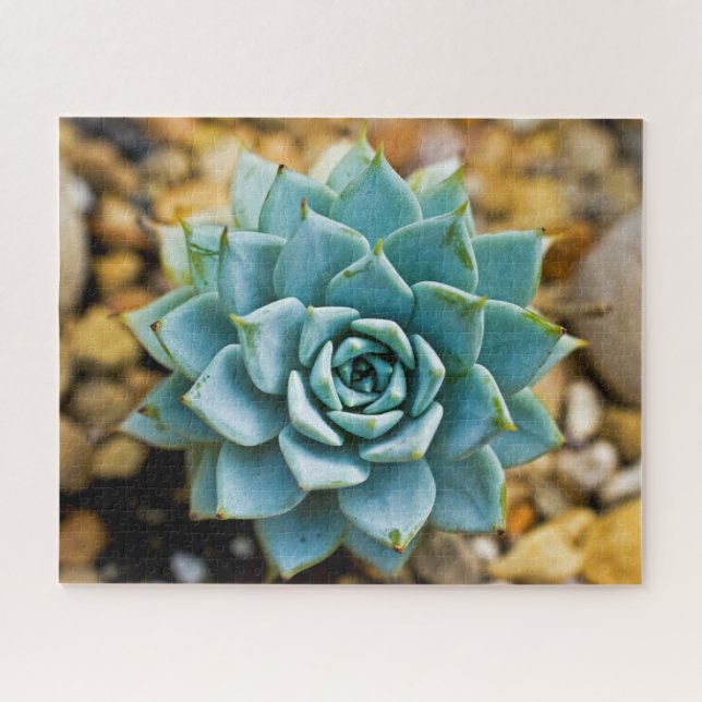 Puzzle Succulent (Horizontal)