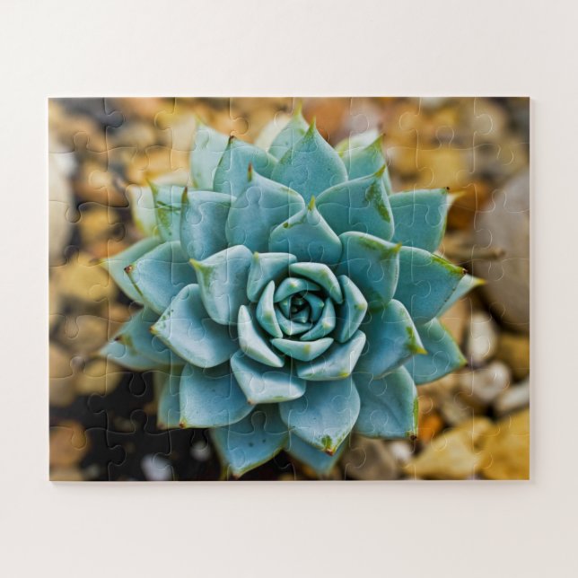 Puzzle Succulent (Horizontal)