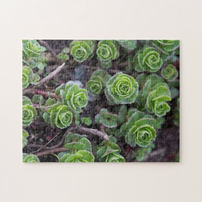 Puzzle Succulent Photography (Horizontal)