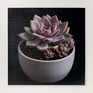 Puzzle Succulente