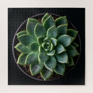 Puzzle Succulente