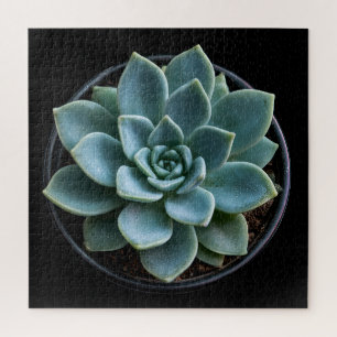 Puzzle Succulente