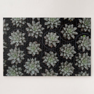 Puzzle Succulents dans les pots