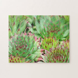 Puzzle Succulents de poules et poulets verts