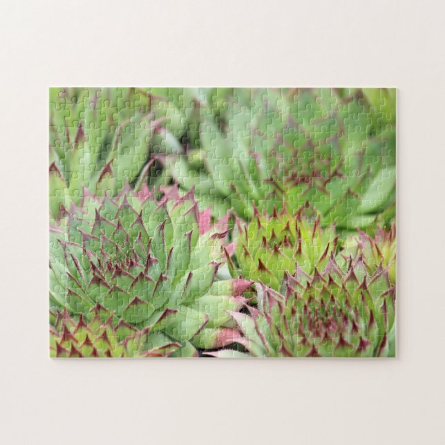 Puzzle Succulents de poules et poulets verts (Horizontal)