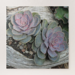 Puzzle Succulents Sur Bois Déchiré