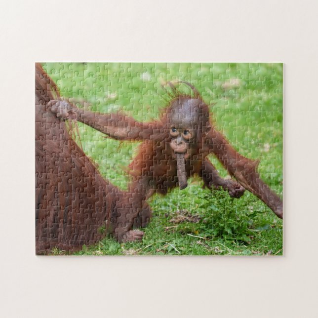 Puzzle Suis-je mignon - bébé orang-outan avec sa mère (Horizontal)