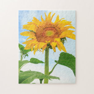 Puzzle Sunflower, jardin communautaire, Moses Lake, WA, 