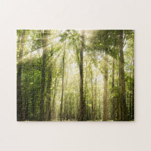 Puzzle Sunrays par des cimes d'arbre
