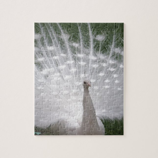 Puzzle Superbe blanc Peacock ( Paon) plein plume (Vertical)