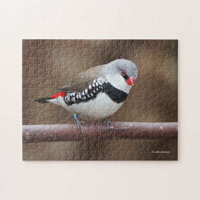 Puzzle Superbe Finch Diamond (Horizontal)