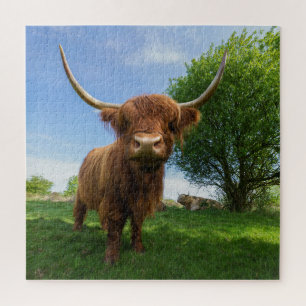 Puzzle Superbe vache écossaise Highland