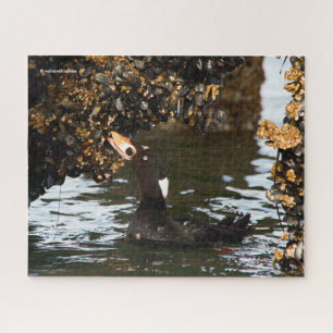 Puzzle Surf Scoter Fête sur les moules et les Barnacles