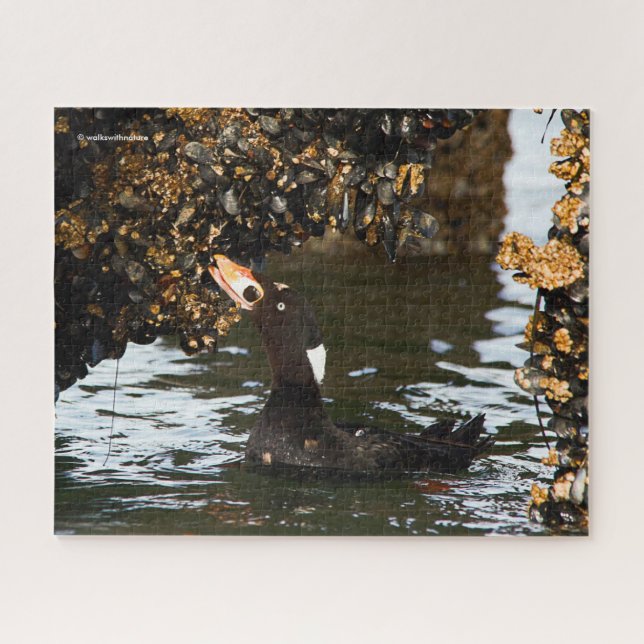 Puzzle Surf Scoter Fête sur les moules et les Barnacles (Horizontal)