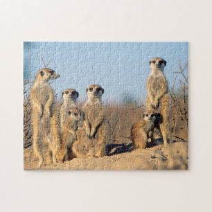 Puzzle Suricate family sunning themselves at their
