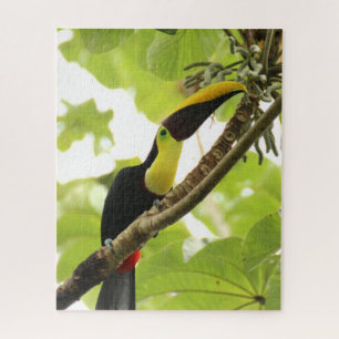 Puzzle Swainson Toucan