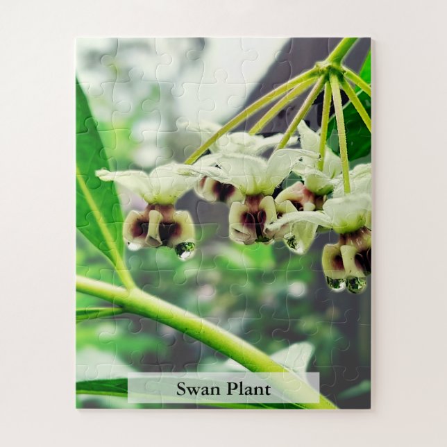 Puzzle Swan Plant: Monarch’s First Home 56 Pieces (Vertical)