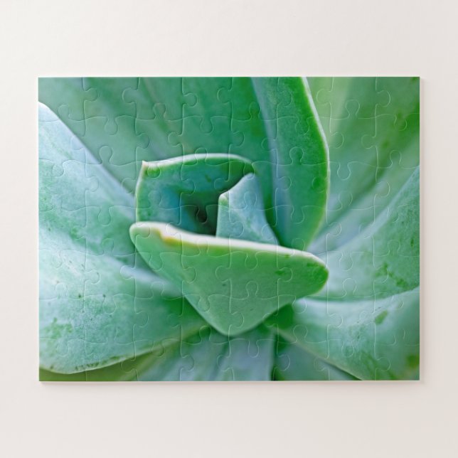 Puzzle Swirl Succulent (Horizontal)