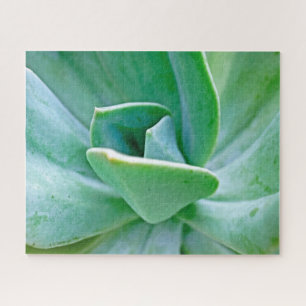 Puzzle Swirl Succulent