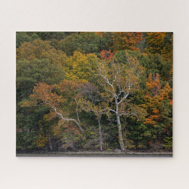 Puzzle Sycamores d'automne (Horizontal)