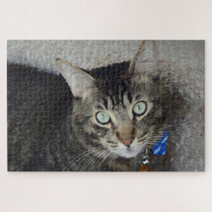 Puzzle Tabby Gris Cute Cat Green Eyes Élégant