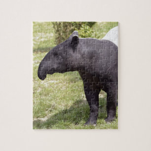Puzzle Tapir malais sur herbe