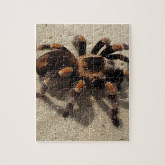Puzzle Tarantula brachypelma rouge genou toxique (Vertical)