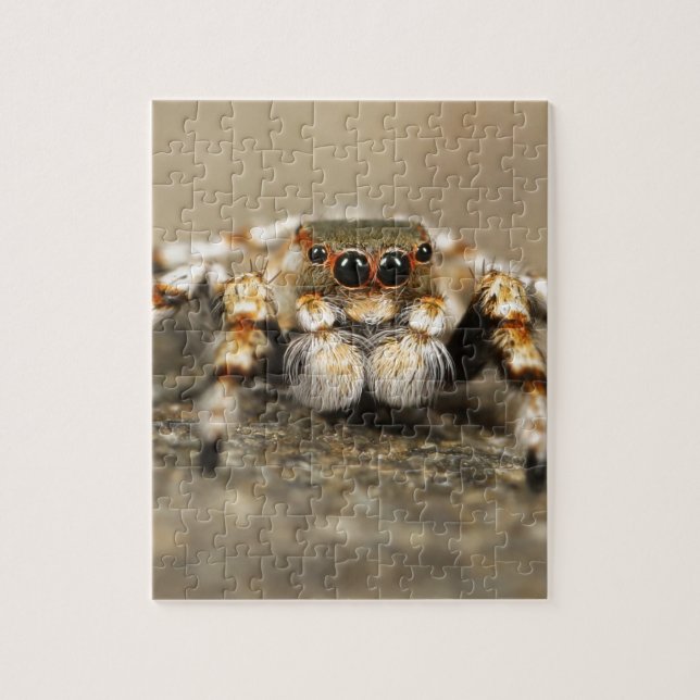 Puzzle Tarantula Jumping Bird Spider fantastiques accesso (Vertical)