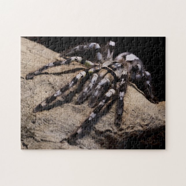 Puzzle Tarantula ornementale indienne (Horizontal)
