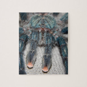 Puzzle tarentule bleue