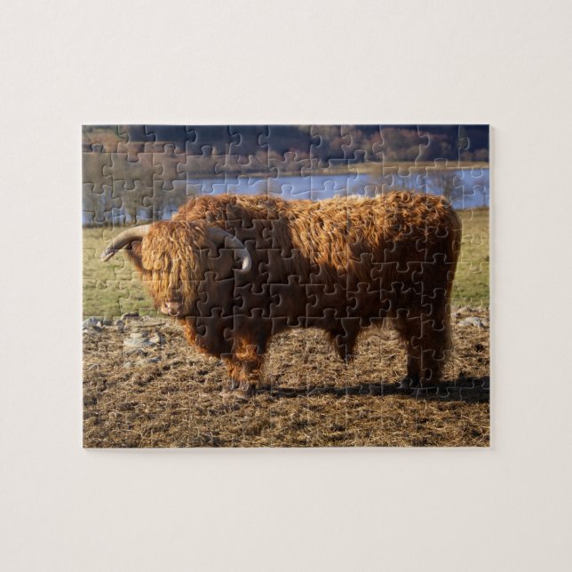 Puzzle Taureau de Highland Cattle, Écosse (Horizontal)