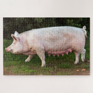Puzzle Teintures de cochons, photo amusante
