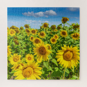 Puzzle Terrain de tournesol, ensoleillé l'été.