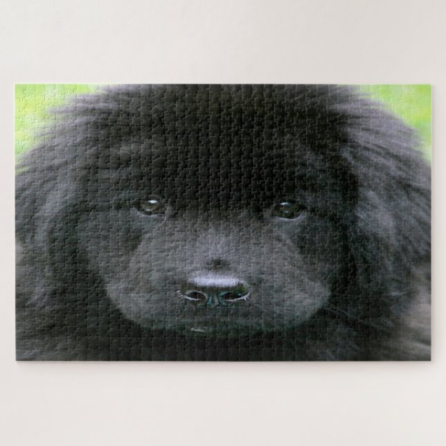 Puzzle Terre-Neuve. (Horizontal)