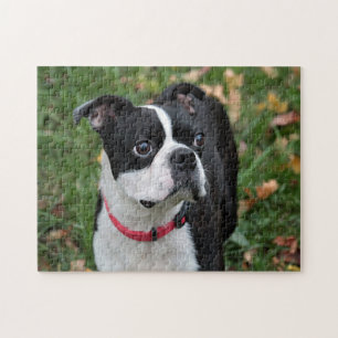 Puzzle Terrier de Boston