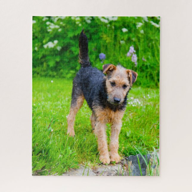 Puzzle Terrier de Lakeland. (Vertical)