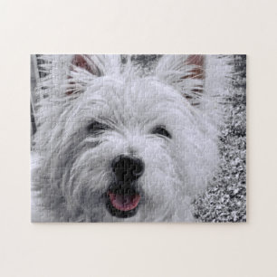 Puzzle Terrier des montagnes occidental