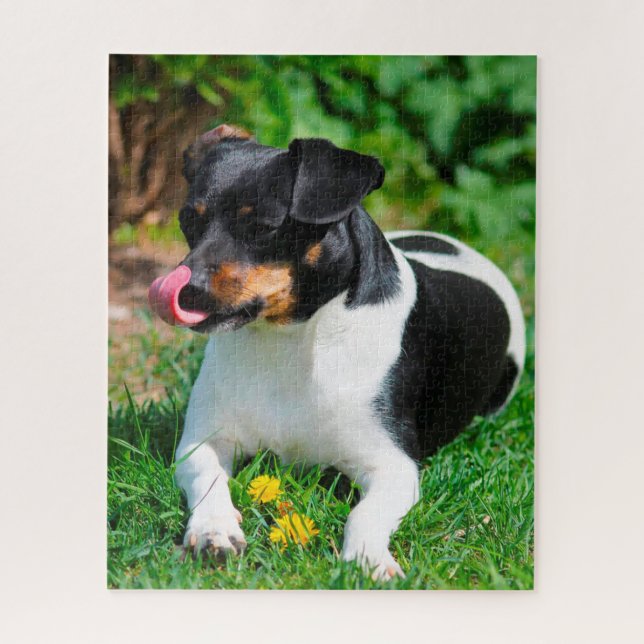 Puzzle Terrier Parson Russell. (Vertical)