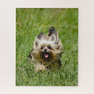 Puzzle Terrier Yorkshire mignon Traversant L'Herbe