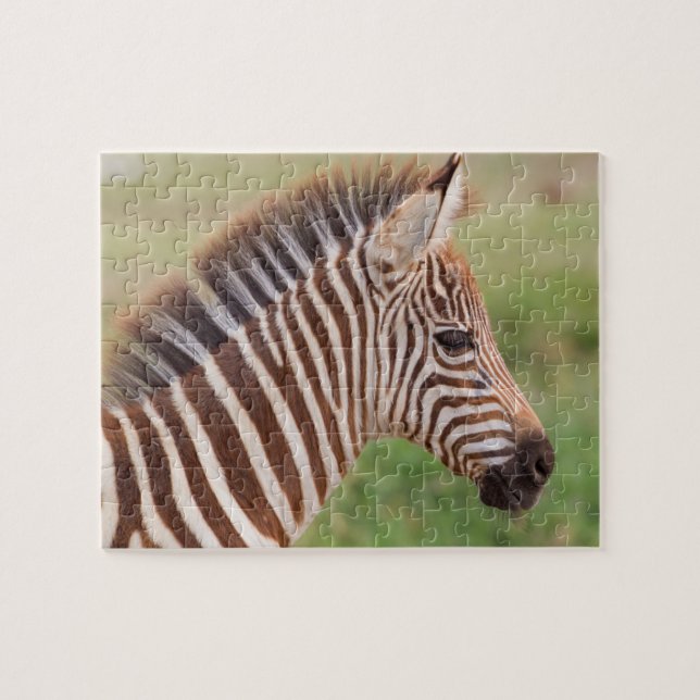 Puzzle Tête de zèbre bébé, Tanzanie (Horizontal)
